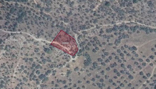 Muğla Milas Pınarcık'ta 1420 M2 Zeytinlik