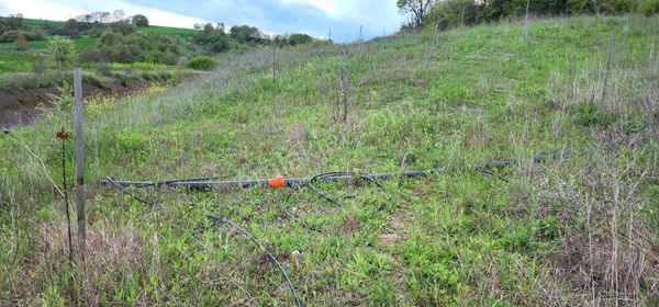 Çanakkale Biga Danışment Köyü Satılık Ceviz Bahçesi