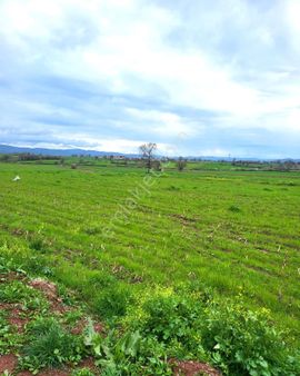 Çanakkale Biga Pekmezli Köyü Yola Cepheli Satılık Arazi