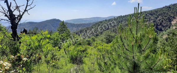 Bilecik İnhisar Tozman Köyünde Satılık Bahçe