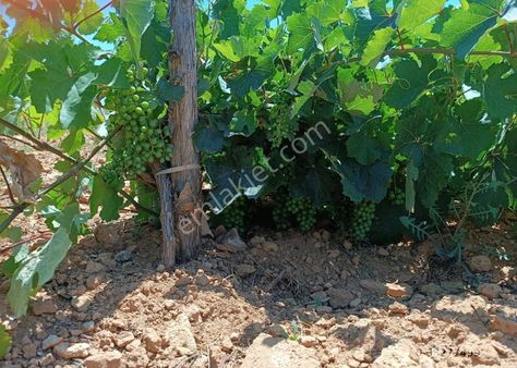 Konyanın Hadim İlçesi Bademli Köyünde Satılık Bahçe