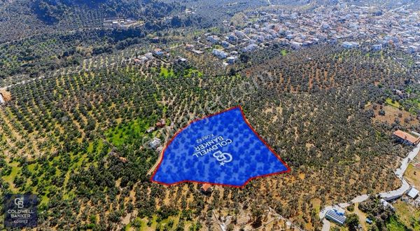 Edremit Kızılkeçilide İmara Yakın Mandalinalık Ve Zeytinlik