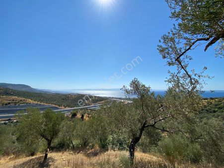 Ayvacık Yeşilyurtta Deniz Cepheli Zeytinlik