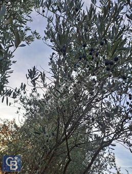 Muğla Menteşe Yerkesik 1757 M² Zeytinlik Tarla Satılıktır