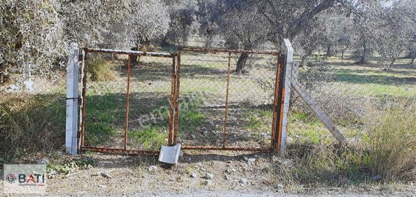 Torbalı Batı Gayrimenkul Den Satılık Zeytinlik