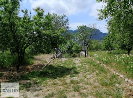 Datça Cumalı Mah. Etrafı Tel Çit İle Çevrili 1339 M2 Bademlik