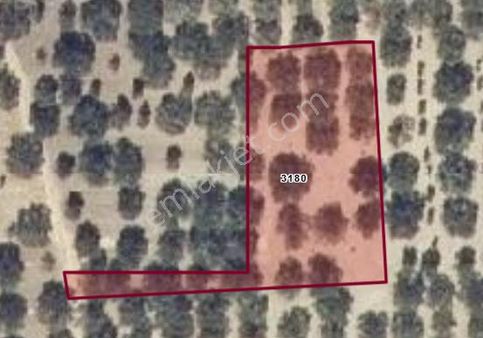 Manisa Akhisar Süleymanlı Sünnetçiler Arası Satılık Zeytinlik