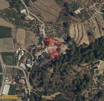 Dalaman Şereflerde Satılık Zeytinlik