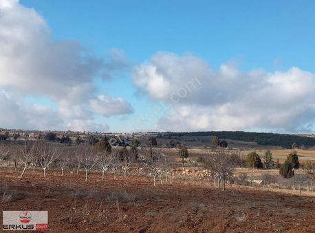 Denizli Pamukkale Güzelpınar'da Köye Yakın Satılık Ceviz Bahçesi