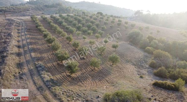 Erkuş Gyodan Takasa Açık Fırsat Zeytınlık