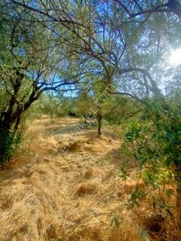 Bayatta Satılık Zeytinlik