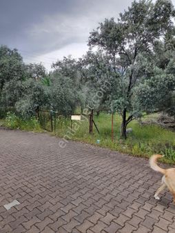 Köyceğiz Toparlar Mah. Satılık İmarlı 1960 M2 Arsa