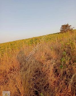 Uludere Mahallesinde Acil... Satılık Tarla