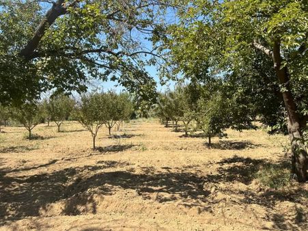 Manisa/ayva,incir,nar Turgutlu Nurcan Emlak'dan Avşar Mh.de Satılık 3,985 M² Satılık Üzüm Ve Erik