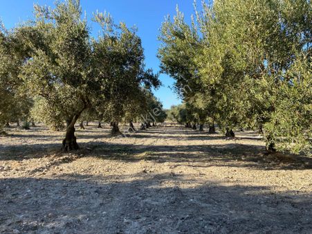 Fiber Emlak Akhisar Bünyanosmaniyede Satılık Mükemmel Ötesi Kurulu Çiftlik