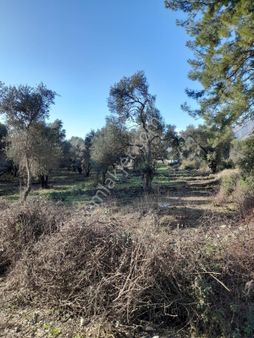 Köyceğiz Yangı Mah. Satılık 1750 M2 Tarla