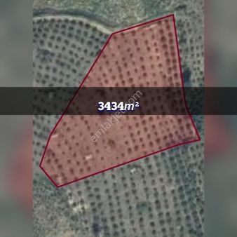 Canik Başalan'da Fındık Bahçesi