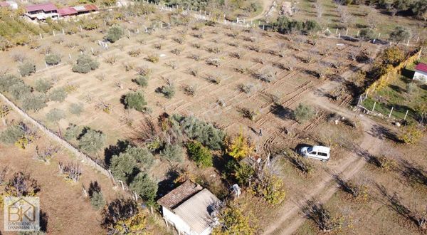 Selçuk-acarlarda Satılık 5565 M2 İncir Bahçesi