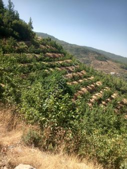 Antalya Gazipaşa Doğanca Büyük Fırsat!!!