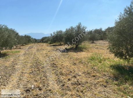 Kepenekli Mahallesinde Tek Tapu 3100 M2 Zeytinlik