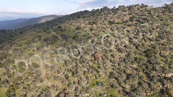 Satılık Zeytinlik Aydın Karpuzlu Ömerler Köyü
