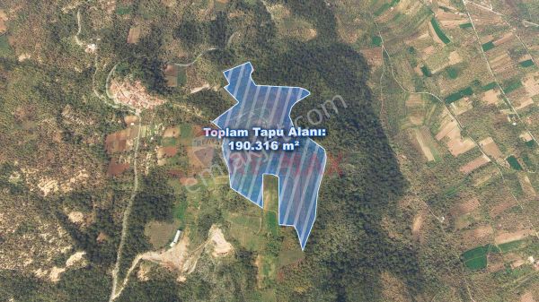 Akhisar Dingiller Köyü 190 Dönüm 5000 Ağaçlı Badem Bahçesi