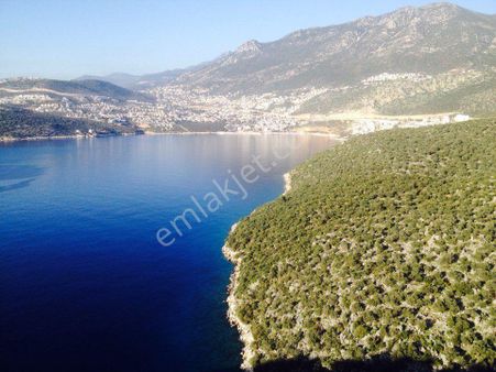 Kw Murat Taştan’dan ; Frenk Koyuna Yürüme Mesafesinde Zeytinli Tarla