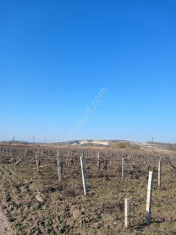 Manisa Salihlide Çapaklı Köyünde Tek Tapu Satılık Tarla