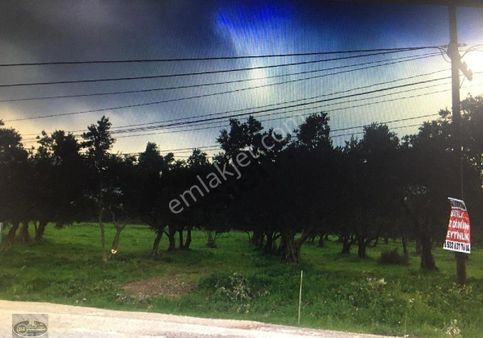 Erdek Halitpasa Mahallesinde Satilik Zeytinlik.