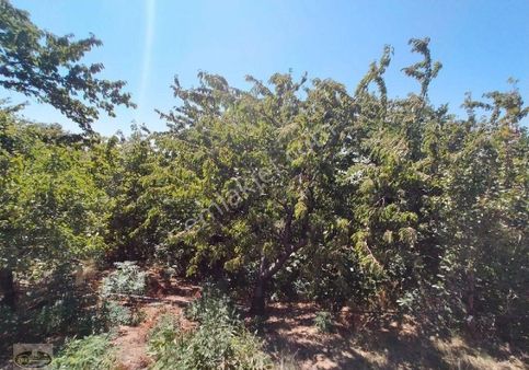 Bandırma Dedeoba Da Satilik Tarla