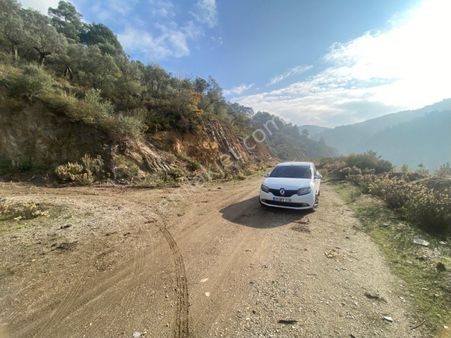 Bayındır Kaplıcalar Yakını 664m2 Satılık Zeytinlik