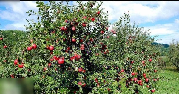 Tekke Mh Elma Bahçesi 3.651 M2 Yol Su Sondaj Elektirik Dibinde