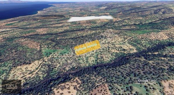 Ezine Tavaklıda Mükemmel Konumda Zeytinlik