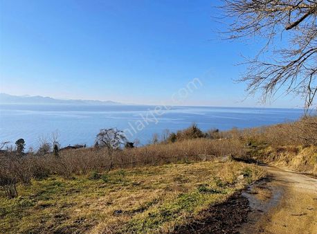 Yalıköy Merkezde İmarlı Satılık Fındık Bahçesi