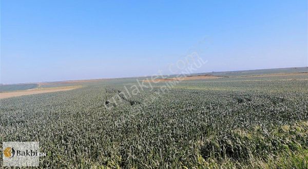 Tekirdağ Saray Osmanlıda Satılık Fırsat Tarla Arac Takası Olur