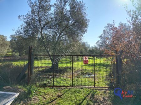 Evre Emlaktan Sahilkentte Satılık Zeytinlik Plaja Yakın 8.913 M2