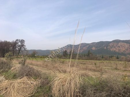 Köyceğiz Döğüşbelen Mah. Satılık 7000 M2 Tarla