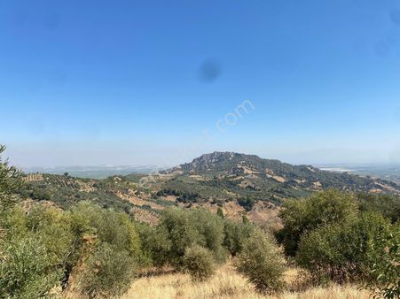 Manisa Salihli Hacıhıdır Mah Satılık Zeytinlik