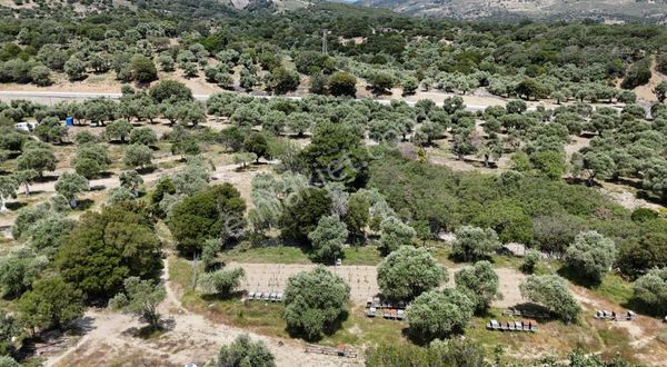 Nostalji Emlaktan Tepeköy De Takas Geçerli Satılık Zeytinlik