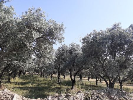 Aydın/nazilli Kızıldere Köyü Satılık Zeytinlik