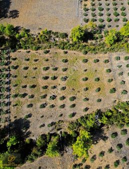 Köyceğiz Zeytinalanında Satılık 1 Dönüm