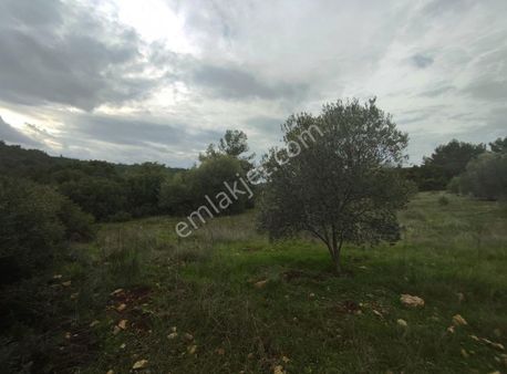 Özbek Merkeze Yakın Resmi Yolu Mevcut