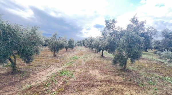 Pek Emlaktan Tire Peşreflide 3250 M2 Satılık Çokgüzel Zeytinlik