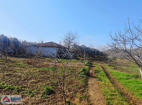 Mudanya Yalıçiftlik 'te Satılık Bakımlı Zeytinlik