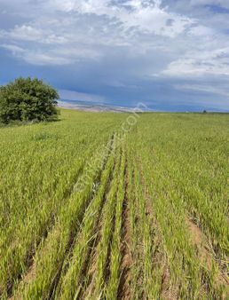 Ekilen Biçilen Düz Verimli Tarla