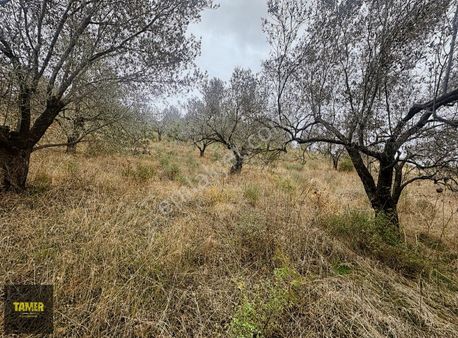 Tamer'den Çamcı'da Anayol Cepheli Zeytinlik