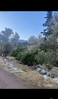 Kumluca Yazır Da Satılık Tarla