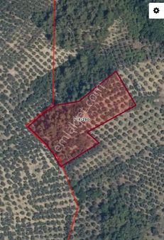 Saim Gencay Gayrimenkulden Gemlik Adliye Mevki Satılık Zeytinlik