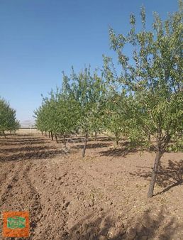 Yasin Batan'dan Büyük Akziyaret'te Yola 2. Parsel Mükemmel Bağ!