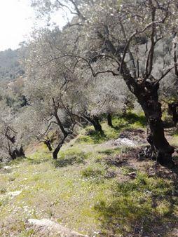 İzmir Torbalı Gold Emlaktan Satılık Zeytinlik